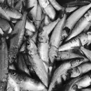 Реестр рыбоводных предприятий в Дагестане пополнится пятью хозяйствами